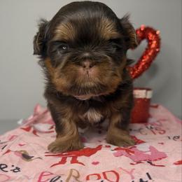Boy 4 - male Shih Tzu puppy in Manahawkin, New Jersey from Lilly’s Seashore Shih Tzus