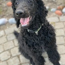 Goldendoodle, Golden Retriever, and Poodle Puppies from Miya's Designer Pups