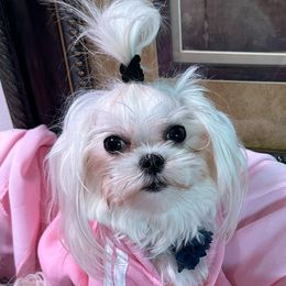 Angel - Maltese