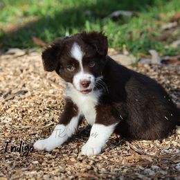 Australian Shepherd, Miniature American Shepherd, Miniature Australian Shepherd, and Toy Australian Shepherd Puppies from TK Standard, Mini, & Toy Aussies