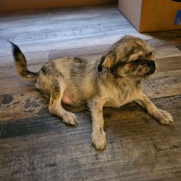 SC Patches - Brindle male Shih Tzu puppy in Meridian, Oklahoma from Crazy Love Kennels