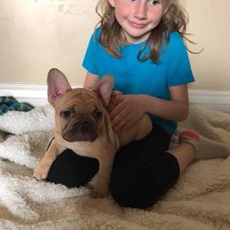 French Bulldog Puppies from Golden Oak Gypsy
