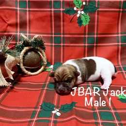 Male 1 - Tri-color male Jack Russell Terrier puppy in Bedias, Texas from JBar Jacks