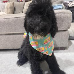 Phoenix - Black and white male Bernedoodle puppy in Benton, Arkansas from B&K Doodles, LLC