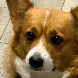 Pixie - Pembroke Welsh Corgi