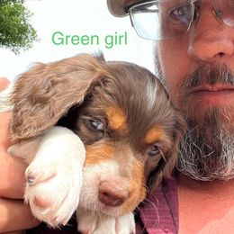 Girl 3 - Brittany puppy in Neenah, Wisconsin from American Stashe Birddogs