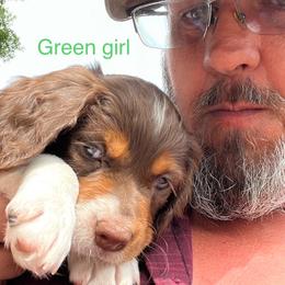Girl 3 - Brittany puppy in Neenah, Wisconsin from American Stashe Birddogs