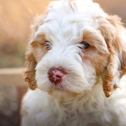 Doc - Apricot male Labradoodle puppy in Crete, Nebraska from Doodles & Co