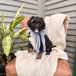 Summit - Sable male Bernedoodle puppy in Buda, Illinois from Hamilton Farm Doodles