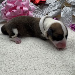 Noella - Sable female Pembroke Welsh Corgi puppy in Ruidoso, New Mexico from Ruidoso's Crowned Companions