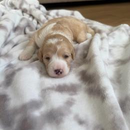 Maddy - Red female Bernedoodle puppy in Fishers, Indiana from Fishers Bernedoodles