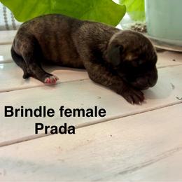 Prada - Brindle female Great Dane puppy in Aldie, Virginia from High Point Mountain Danes