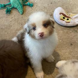 Mickey - Red merle male Australian Shepherd puppy in Hammond, Louisiana from Gold Ring Australian Shepherds