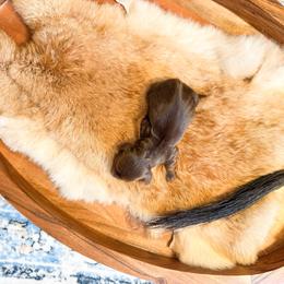 Moana - Chocolate and tan female Dachshund puppy in Salters, South Carolina from Long-Pine Dachshund