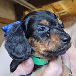 Lizbeth's black and tan longhair boy runt - Black and tan male Dachshund puppy in Caldwell, Idaho from Dozendachs