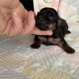 Obie - Black and gold male Shorkie puppy in Charleston, West Virginia from Mountain State Puppies