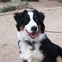 Grace - Australian Shepherd