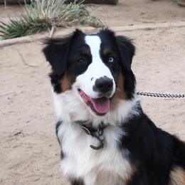 Grace - Australian Shepherd
