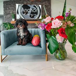 Bernedoodle, Cavapoo, Cavapoochon, Goldendoodle, and Yorkipoo Puppies from Anchor Dogs