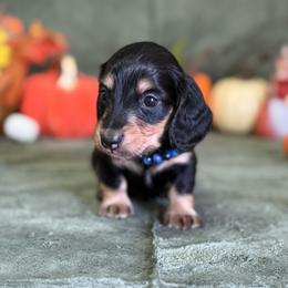 Jenson - Black and cream male Dachshund puppy in Lincoln, Arkansas from Red Dirt Dachshunds