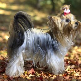 Yorkshire Terrier All Grown Up from Wild Clover Yorkshire Terriers