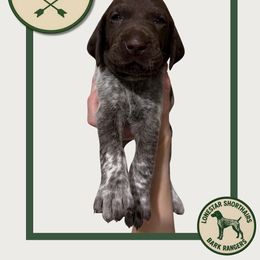 Trooper - Liver roan male German Shorthaired Pointer puppy in Dallas, Texas from Lonestar Shorthairs
