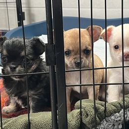 Chihuahua Puppies from Wild Mountain Chihuahuas