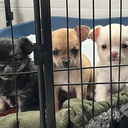 Chihuahua Puppies from Wild Mountain Chihuahuas