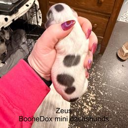 Boy 2 - male Dachshund puppy in Lexington, Oklahoma from Terry's Dachshunds (BooneDox Mini Dachshunds)