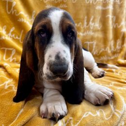 Wonder - Black brown and white female Basset Hound puppy in Cleveland, Tennessee from Smokey Mtn Bassets