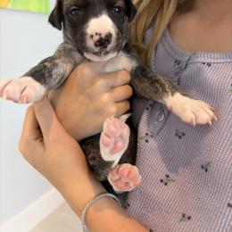 Salem - Fawn brindle female Whippet puppy in Fort Myers, Florida from Rainbow Whippets