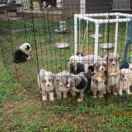 Australian Shepherd Puppies from Susquehannock Aussies