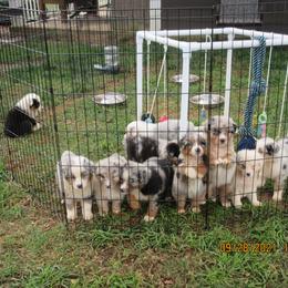 Australian Shepherd Puppies from Susquehannock Aussies