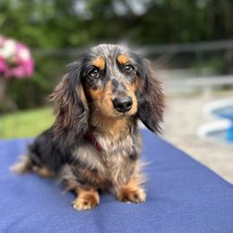 Dachshunds and English Springer Spaniels from Ridgeview Springers & Dachshunds