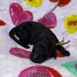 Yellow Collar - Black female Goldendoodle puppy in Simpsonville, South Carolina from D & D Golden Doodles, LLC