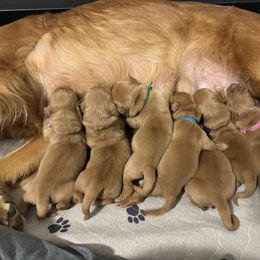 Sprint (black collar) - Dark golden male Golden Retriever puppy in Walla Walla, Washington from The Sayler Farm