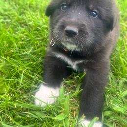 Girl 5 Scout orange collar - Black female Anatolian Pyrenees puppy in Clifton, Illinois from Mcginnis Guardian Dogs