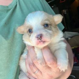 Red boy - Red male Pembroke Welsh Corgi puppy in Clinton, Tennessee from High Hopes Farm