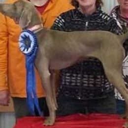 Weimaraners from Von Edelweiss Weimaraners