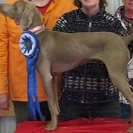 Weimaraners from Von Edelweiss Weimaraners