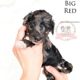 Male Pick Number 6 - Blue merle male Aussiedoodle puppy in Corydon, Indiana from Ridgeline Doodles