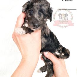 Male Pick Number 6 - Blue merle male Aussiedoodle puppy in Corydon, Indiana from Ridgeline Doodles