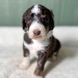 Shakespeare - Brown and white male Bernedoodle puppy in Osage City, Kansas from Golden Ridge Goldens