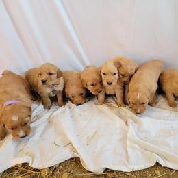 Golden Retriever Puppies from Loeffelholz Family Golden Retrievers