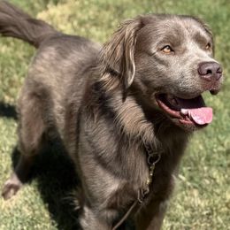 MAUI - Labrador Retriever