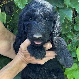 Light blue collar - Black male Goldendoodle puppy in Fairfield, California from Twin Sisters Doodles