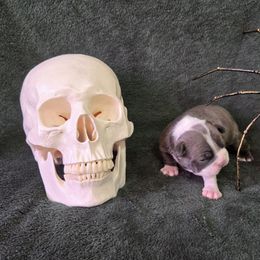 Spook - Blue male Boston Terrier puppy in Beaverdam, Virginia from Howell Terriers