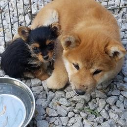 Shiba Inu and Yorkshire Terrier Puppies from Royal Kennels