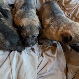 Male 1 - Sable male German Shepherd puppy in Springtown, Texas from Odom's German Shepherds