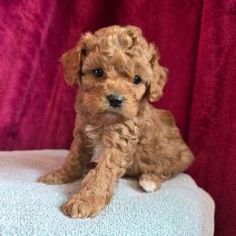 Cupid - Red male Cavapoo puppy in Blackfoot, Idaho from Draper Mountain Doodles